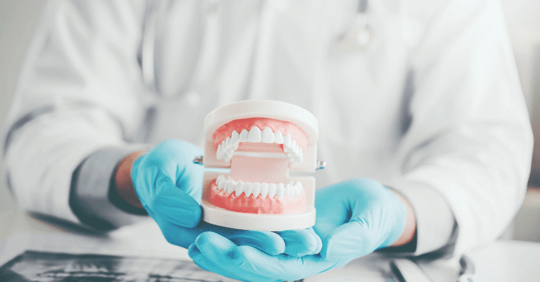 Dentist Holding a Teeth Model